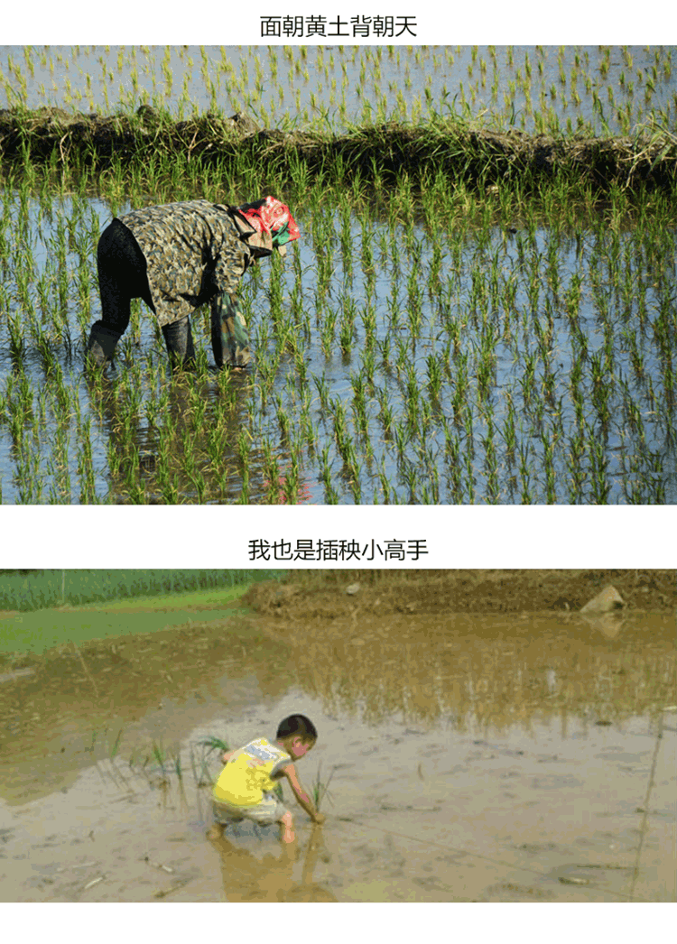 嶺南優品金鮮米詳情4.png