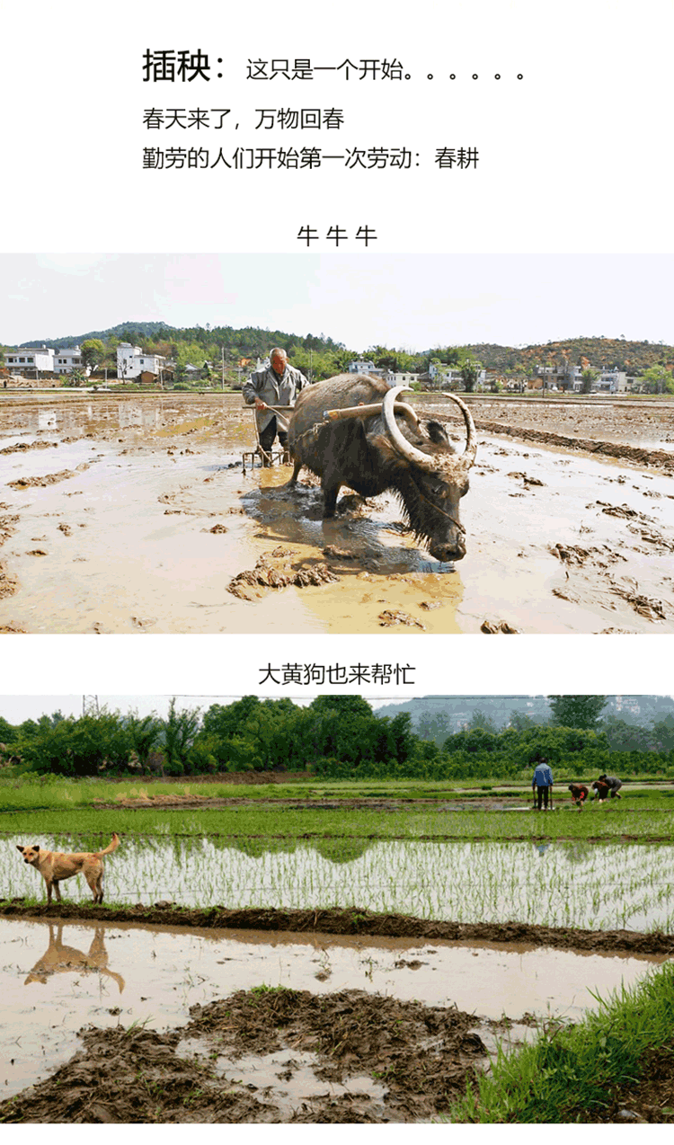 嶺南優品金鮮米詳情3.png