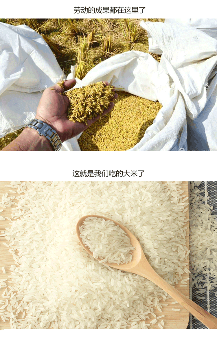 嶺南優品金鮮米詳情9.png