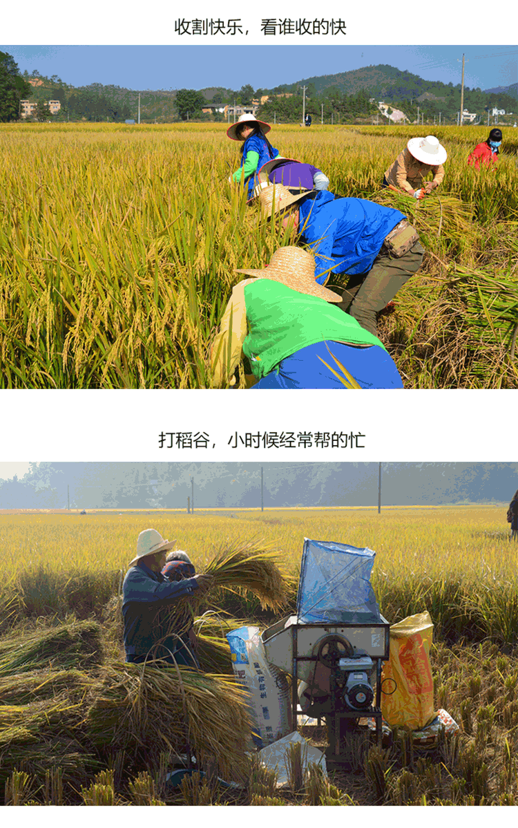 嶺南優品金鮮米詳情8.png