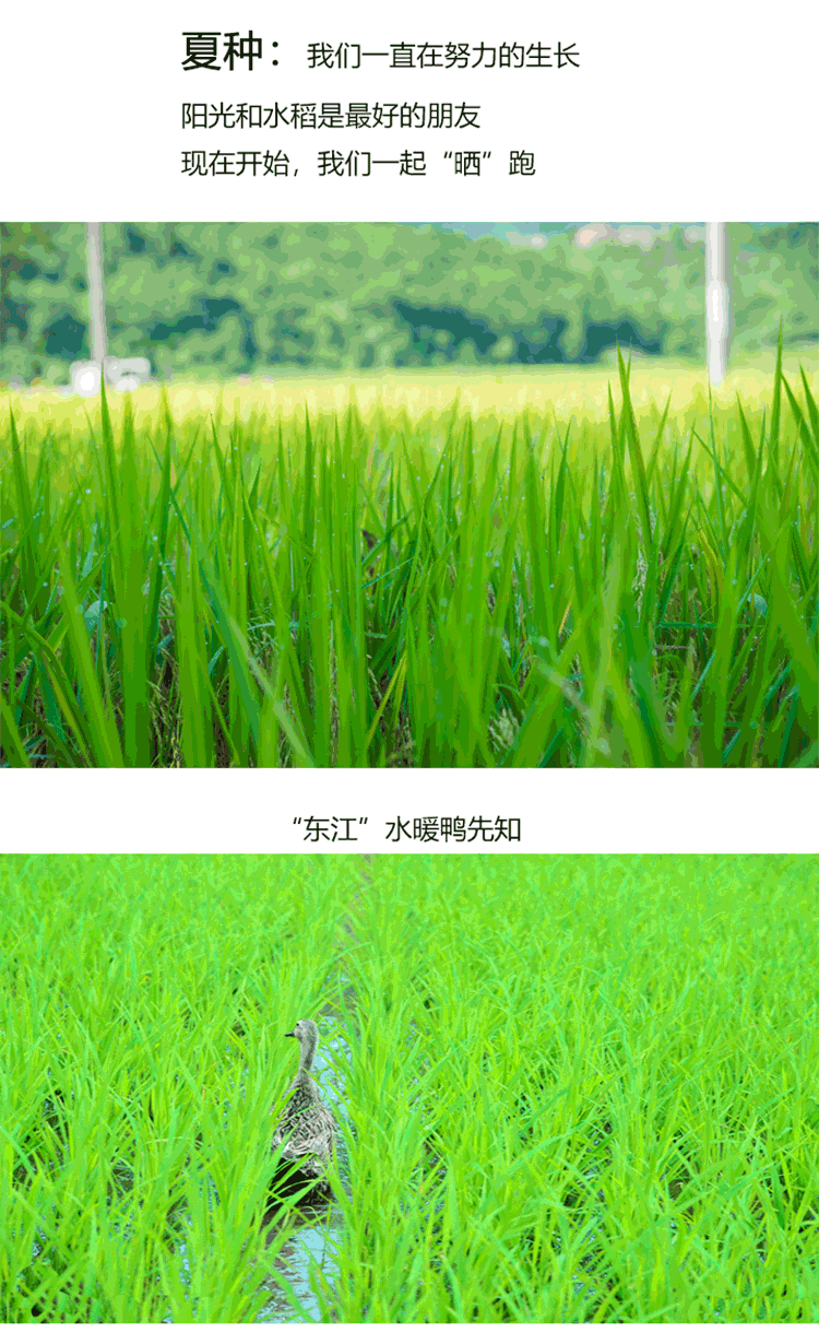 嶺南優品金鮮米詳情5.png