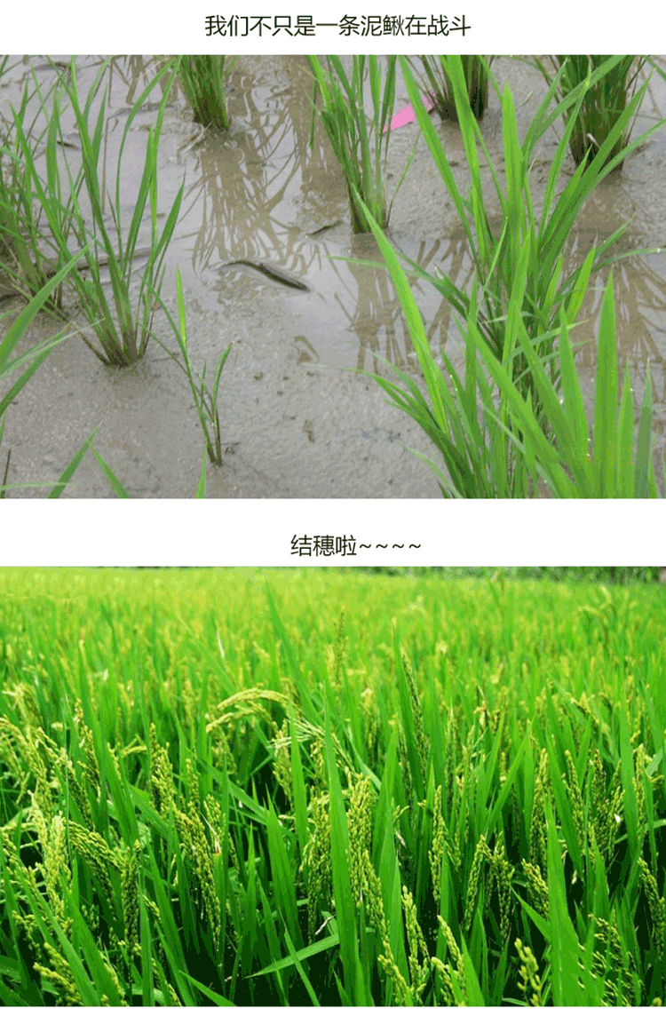 嶺南優品金鮮米詳情6.png