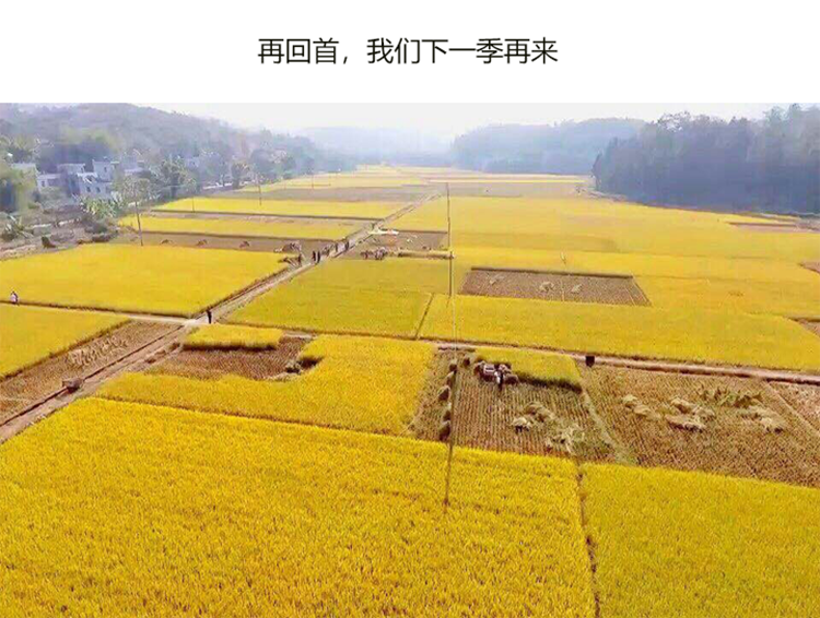 嶺南優品金鮮米詳情11.png