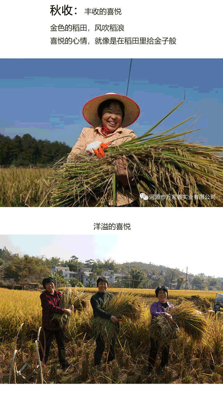 嶺南優品金鮮米詳情7.png